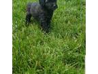 Poodle (Toy) Puppy for sale in Spencerville, IN, USA