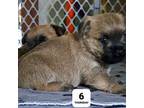 Cairn Terrier Puppy for sale in Westerlo, NY, USA