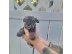 Schnauzer (Miniature) Puppy for sale in Benson, MN, USA
