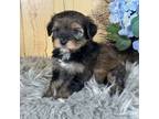 Schnauzer (Miniature) Puppy for sale in Duncan, OK, USA