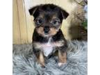 Schnauzer (Miniature) Puppy for sale in Duncan, OK, USA