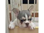 French Bulldog Puppy for sale in Sacramento, CA, USA