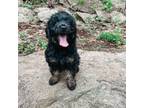 Mutt Puppy for sale in Tryon, NC, USA