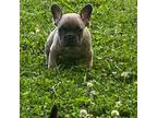 French Bulldog Puppy for sale in Horton, AL, USA