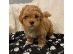 Maltipoo Puppy for sale in Indianapolis, IN, USA
