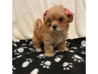 Maltipoo Puppy for sale in Indianapolis, IN, USA