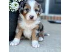 Mutt Puppy for sale in Apple Creek, OH, USA