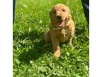 Golden Retriever Puppy for sale in Wausau, WI, USA