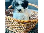 Schnauzer (Miniature) Puppy for sale in Broken Arrow, OK, USA