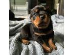 Rottweiler Puppy for sale in Jewett City, CT, USA