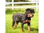 Rottweiler Puppy for sale in Ethel, WA, USA