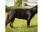 Rottweiler Puppy for sale in Ethel, WA, USA