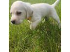 Labrador Retriever Puppy for sale in Cuba City, WI, USA