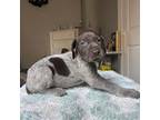 German Shorthaired Pointer Puppy for sale in Edinburg, TX, USA