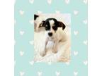 Parson Russell Terrier Puppy for sale in Los Angeles, CA, USA