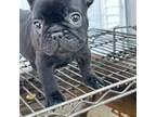 French Bulldog Puppy for sale in Albion, IN, USA