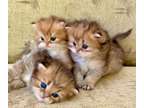 Scottish fold & Munchkin Kittens mix