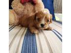 Cavapoo Puppy for sale in Soddy Daisy, TN, USA