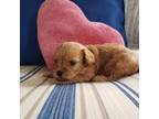 Cavapoo Puppy for sale in Soddy Daisy, TN, USA