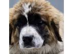Saint Bernard Puppy for sale in Columbia, TN, USA