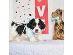 Shih Tzu Puppy for sale in Russellville, KY, USA