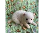 American Eskimo Dog Puppy for sale in Mount Pleasant Mills, PA, USA