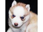 Siberian Husky Puppy for sale in Miami, OK, USA