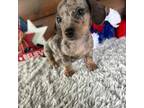 Dachshund Puppy for sale in Lake City, FL, USA