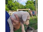 Great Dane Puppy for sale in Laurinburg, NC, USA