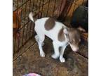Rat Terrier Puppy for sale in Homosassa, FL, USA