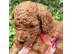 Goldendoodle Puppy for sale in Jonesborough, TN, USA