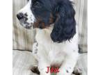 English Springer Spaniel Puppy for sale in Newfolden, MN, USA