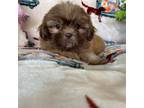 Shih Tzu Puppy for sale in Fort Lauderdale, FL, USA