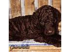 Goldendoodle Puppy for sale in New London, IA, USA