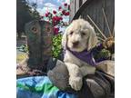 Labradoodle Puppy for sale in Oldtown, MD, USA
