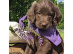 Labradoodle Puppy for sale in Oldtown, MD, USA