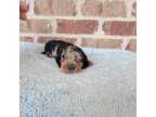 Dachshund Puppy for sale in Walnut Grove, MS, USA