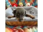Miniature Pinscher Puppy for sale in Waupaca, WI, USA