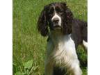 English Springer Spaniel Puppy for sale in Madison, SD, USA