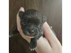 Chihuahua Puppy for sale in Poquoson, VA, USA