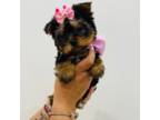 Yorkshire Terrier Puppy for sale in Naples, FL, USA