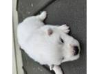American Eskimo Dog Puppy for sale in Sheridan, IN, USA