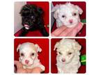 Poodle (Toy) Puppy for sale in Bangor, PA, USA