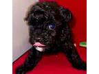 Poodle (Toy) Puppy for sale in Bangor, PA, USA