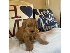 Cavapoo Puppy for sale in Creighton, MO, USA