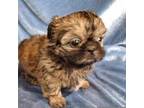 Shih Tzu Puppy for sale in Ashville, OH, USA