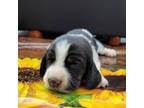 Basset Hound Puppy for sale in Tulsa, OK, USA