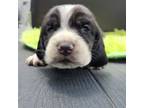 Basset Hound Puppy for sale in Tulsa, OK, USA