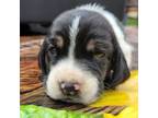 Basset Hound Puppy for sale in Tulsa, OK, USA