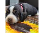 Basset Hound Puppy for sale in Tulsa, OK, USA